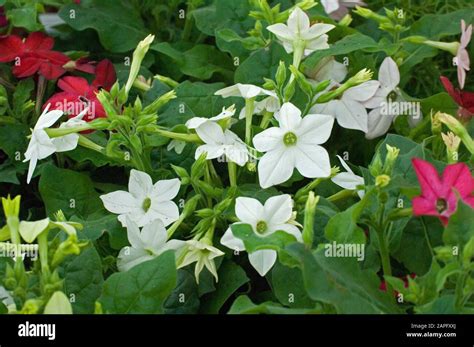 Ornamental Tobacco Nicotiana Sp In Bloom Stock Photo Alamy