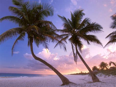 X X Beach Palm Trees Sand Sky Sunset Wallpaper Coolwallpapers Me