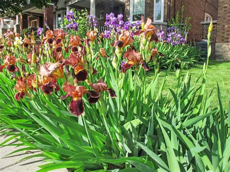 How To Plant Iris Flower In Your Garden Tricks To Care