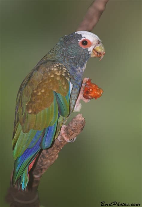 White Crowned Parrot