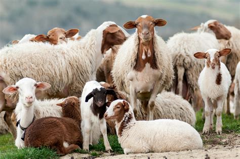 White And Brown Sheep · Free Stock Photo