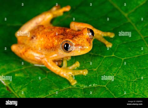 Liberian Banana Frog Afrixalus Laevis Adult Sitting On Leaf Kahuzi