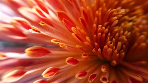 Free Image on Pixabay - Nature, Color, Flower, Desktop | Flowers, Image ...