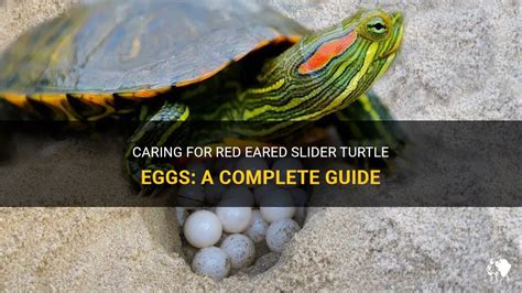 Caring For Red Eared Slider Turtle Eggs A Complete Guide Petshun