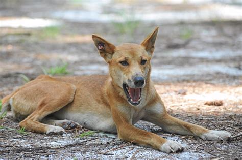 Longest Living Dingo Found On Fraser Island Fraser Coast Chronicle