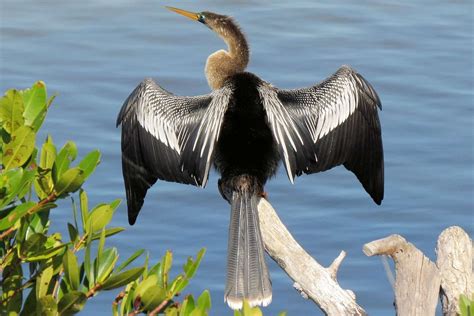 30 Best Birds To Watch For In Florida Coastal Birds Florida Art Florida