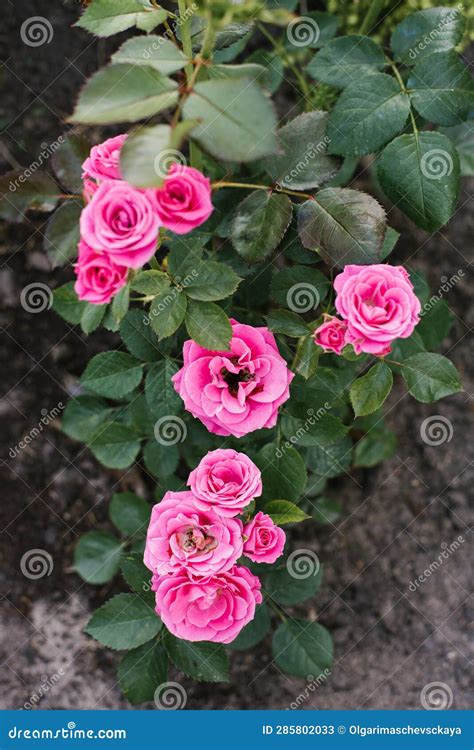 Natalie S Mini Pink Roses In Summer In The Garden Stock Image Image