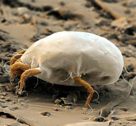 House Dust Mites And How You Can Get Rid Of Them Online Pest Control