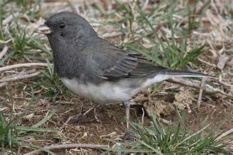 Bird Of The Month Dark Eyed Junco — Champaign County Audubon Society