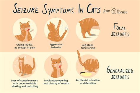 Seizures In Cats Symptoms Causes And Treatment