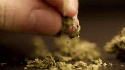 Cannabis El Diccionario De La Marihuana Que Seguro No Conoc As