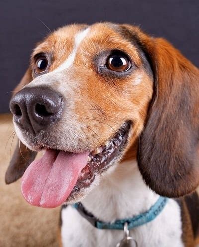 awesome beagle mixes hearty healthy mixed breed hounds