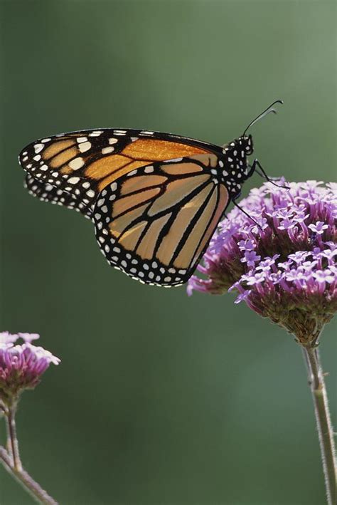 A Monarch Butterfly Perched On A Flower Photograph By Stephen Sharnoff