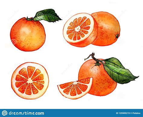 Oranges Fruits Front View Watercolor Illustration Stock Illustration