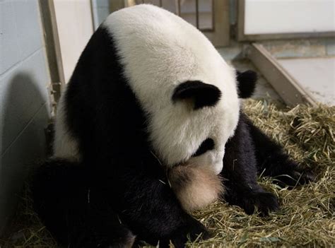 Panda Twins Born At Zoo Atlanta The First Twins Born In The Us In
