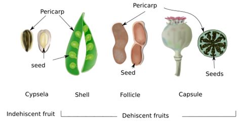 Plant Organs Fruit Atlas Of Plant And Animal Histology