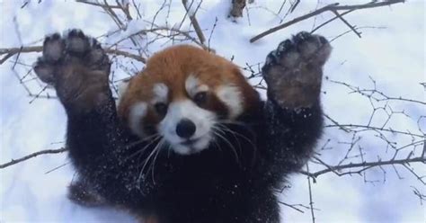 Adorable Alert Red Pandas Love The Snow Cbs News