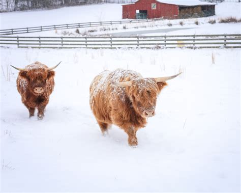 Snow Day On The Farm Highland Cattle A Southern Mother