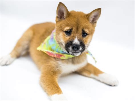 Bring home a cute shiba inu. Shiba Inu-DOG-Male-Red Sesame-2574827-Petland Wichita, KS