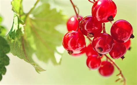 Download Wallpaper Hd Nature Fruits Cherries Beautiful Desktop By