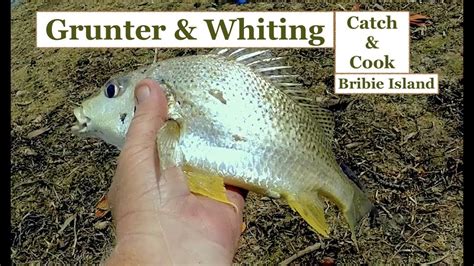 Whiting And Grunter Catch And Cook Fishing Bribie Island Youtube