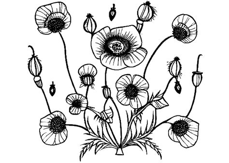 Poppies And Greenery Folk Art Style Graphic · Creative Fabrica