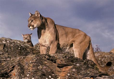 Royalty Free Cougar Pictures Images And Stock Photos Istock