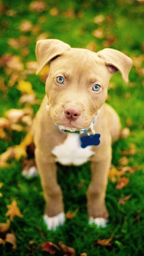 824 Best Images About All Things For My Red Nose Pitbull