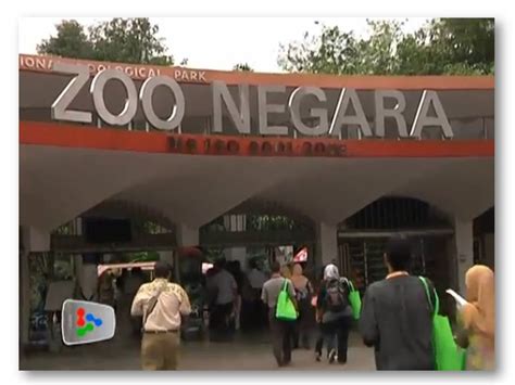 Located at a maximum distance of 13 km from the centre of the city of kuala lumpur, the highlight of the national zoo of malaysia are its rare inhabitants, such as gibbons, sumatran tiger, and orangutans. From Where I am.........Kuala Lumpur: Giant Pandas in ...