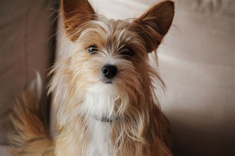 Papillon Dog Mixed With Yorkie
