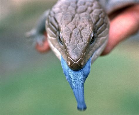 Blue Tongued Skink San Diego Zoo Wildlife Explorers