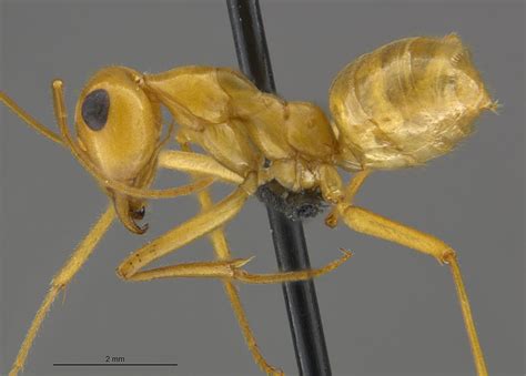 Myrmecocystus Mexicanus Common Ants Of The Navajo Reservation Field Guide · Inaturalist