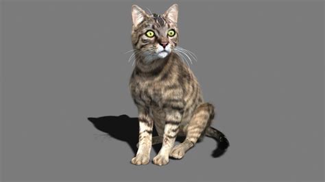 Cat Tabby Cat With Eyes 3d Model Animated Rigged Cgtrader