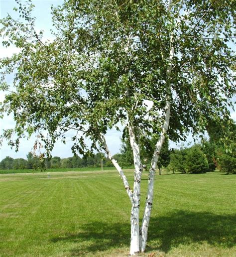 White Birtch White Birch Trees Deciduous Trees Birch Trees Landscaping