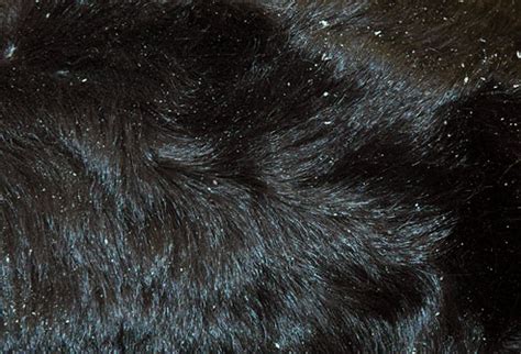 Constant licking and biting of the irritated skin patch to ease the discomfort OTHER HEALTH CONDITIONS - SHIH TZU'S BY ELAINE
