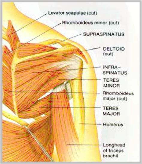 Chart Shoulder Muscles Anatomy Diagram