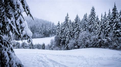 Kostenloses Foto Winter Wald Schneebedeckt Kostenloses Bild Auf