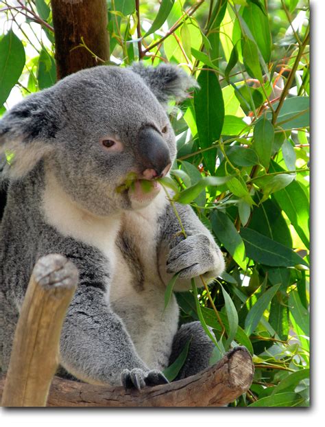 Koala Bear Australia Animals Bugs Animals And Pets Baby Animals