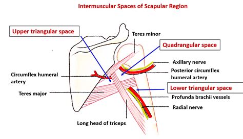Shoulder And Scapular Region Anatomy Qa