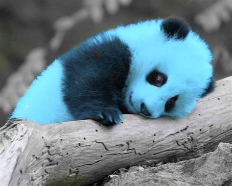 Blue Panda Bear By Huntressmoonlight On Deviantart