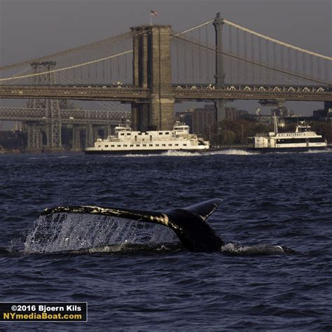 Humpback Whale In New York Harbor — New York Media Boat Manhattan