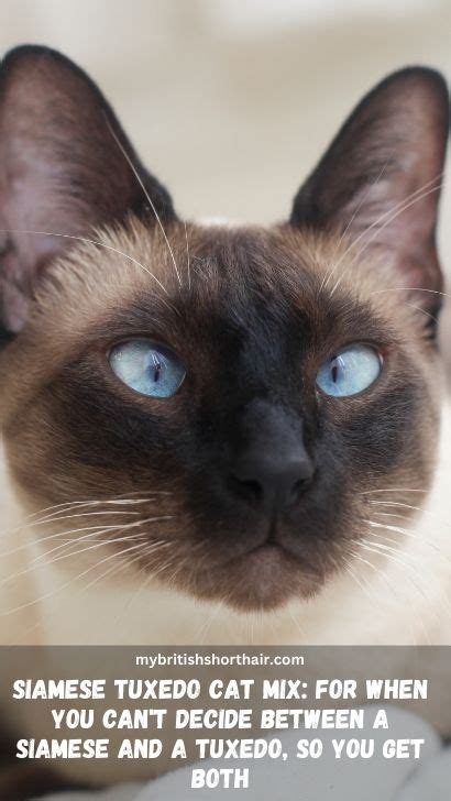 Siamese Tuxedo Cat Mix 15 Fascinating Facts About Siamese Tuxedo Cat