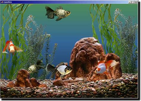 Aquarium Goldfish Aquarium Aquarium Fish Aquarium Screensaver