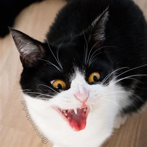 Meet Izzy The Cat With The Funniest Facial Expressions Thats Going