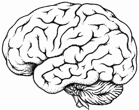 Human Brain Coloring Book Best Of Brain Line Drawing Clipart Best In