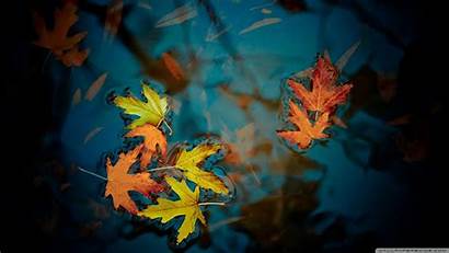 Leaves Fallen Water Desktop Wallpapers Background 4k