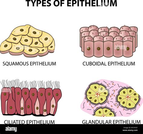 Types Of Epithelium Squamous Cubic Ciliated Glandular Set