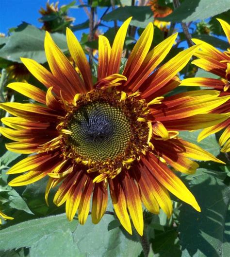 The Joker Sunflower John Scheepers Kitchen Garden Seeds