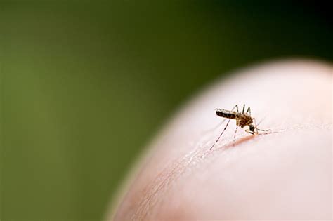 Mosquito Biting In The Arm Is A Cause Of Malaria Stock Photo Download