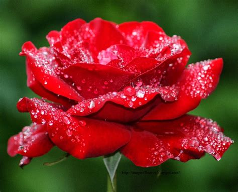 Beautiful Flowers Picture Download Free Flowers Photos Image Of Flowers Red Rose Picture